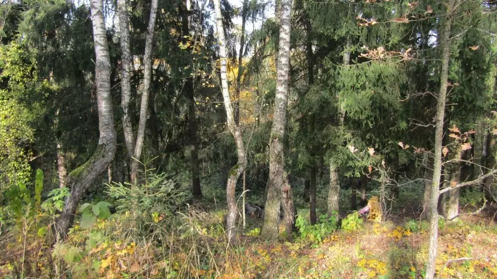 Участок в Московская область, Рузский муниципальный округ, Тучково пгт ... - Фото 1