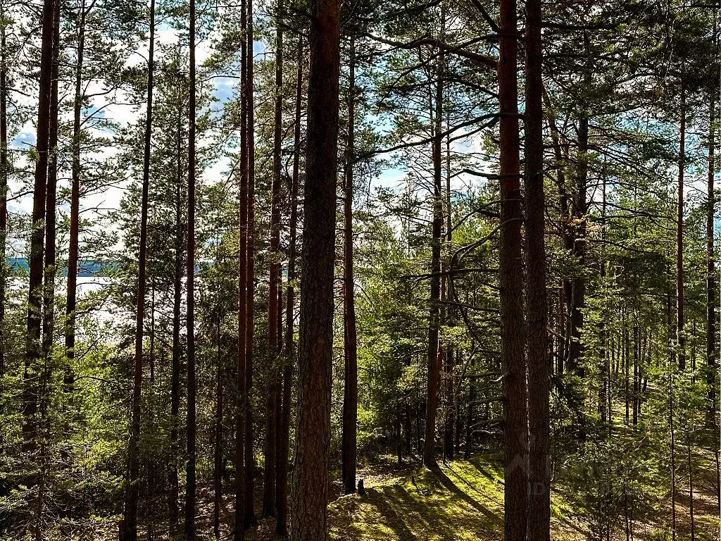 Участок в Ленинградская область, Приозерский район, Громовское с/пос, ... - Фото 0