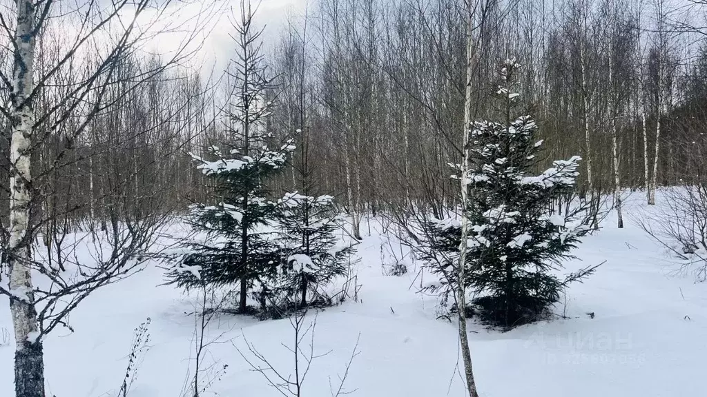 Участок в Московская область, Дмитровский муниципальный округ, д. ... - Фото 2