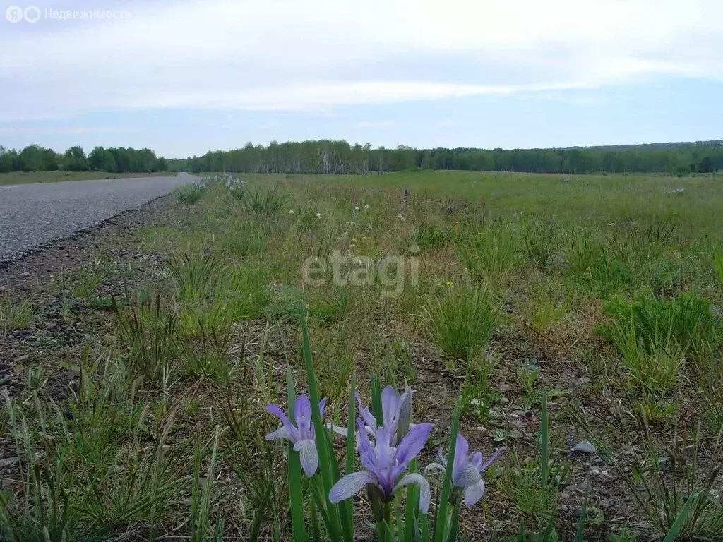 Участок в Красноярский край, посёлок городского типа Шушенское (1156.9 ... - Фото 0