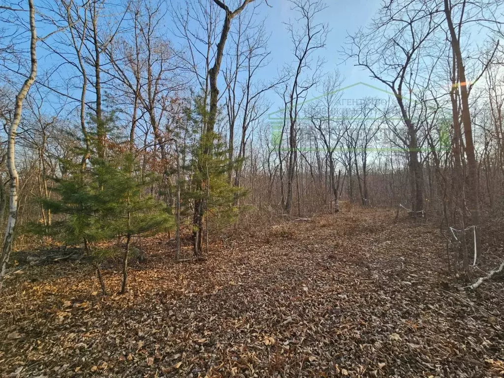 Участок в Приморский край, Владивосток ул. Лесопитомник, 3А (7.16 ... - Фото 1