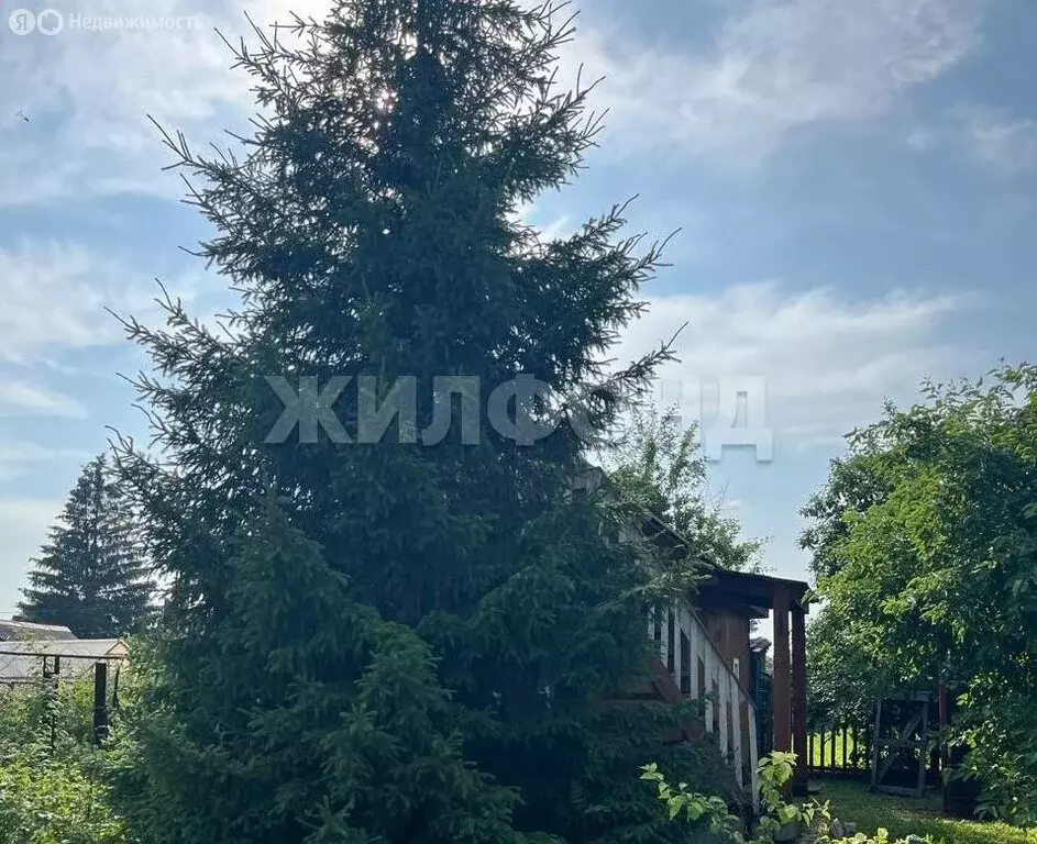 Участок в Новосибирский район, Кудряшовский сельсовет, СНТ ... - Фото 1