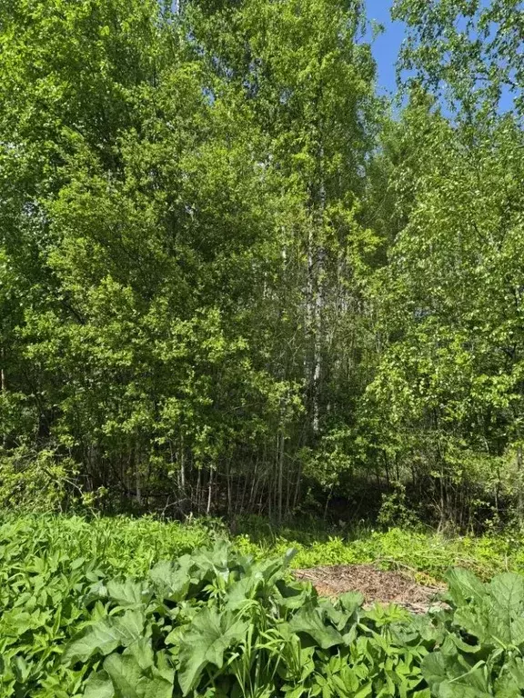 Участок в Московская область, Клин городской округ, д. Семчино 46А ... - Фото 1