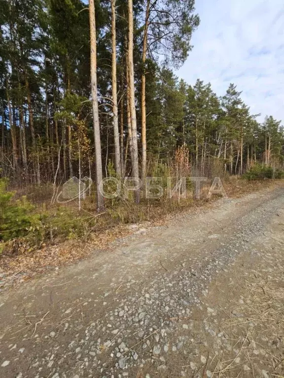 Участок в Тюменская область, Тюменский муниципальный округ, с. Княжево ... - Фото 2