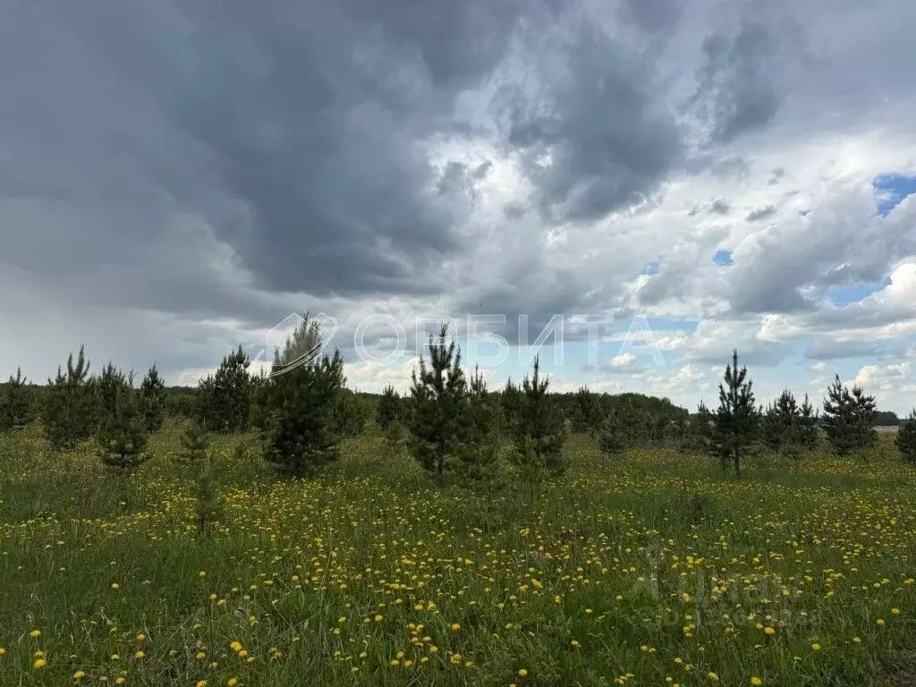 Участок в Тюменская область, Тюменский район, с. Горьковка Сибирская ... - Фото 1