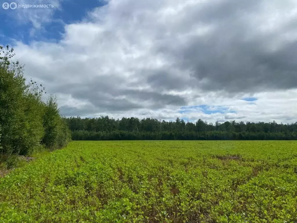 Участок в Хабаровский район, село Князе-Волконское (3500 м) - Фото 1