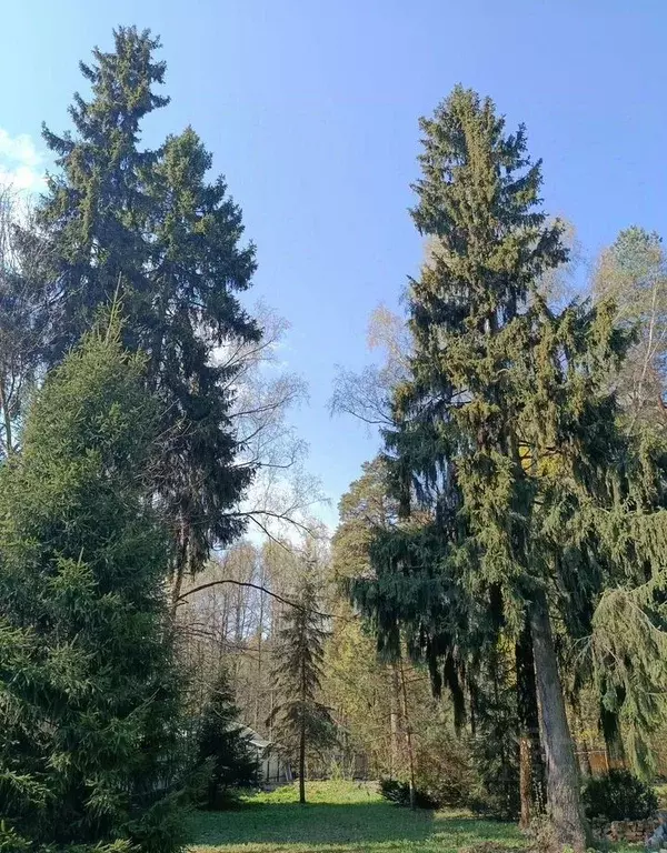 Участок в Московская область, Пушкинский городской округ, Черкизово ... - Фото 2