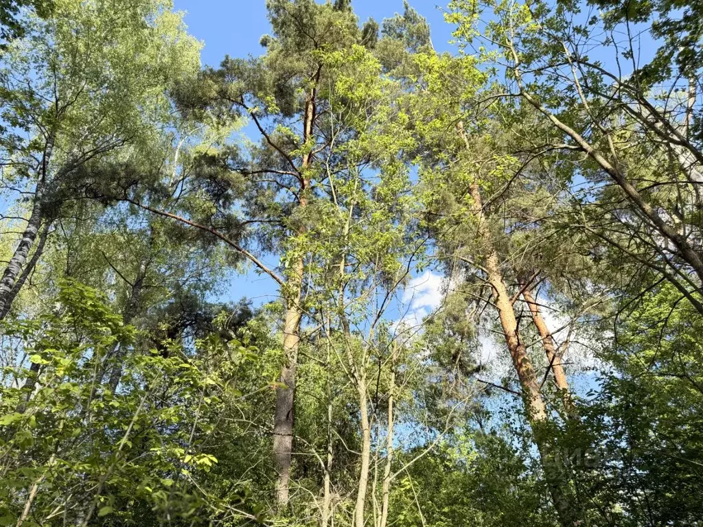 Участок в Московская область, Руза  (10.0 сот.) - Фото 2