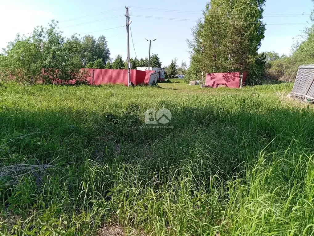 Участок в Новосибирская область, Колыванский район, Транспортник СНТ ... - Фото 2