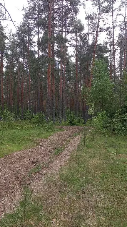 Участок в Ленинградская область, Выборгский район, Красносельское ... - Фото 1