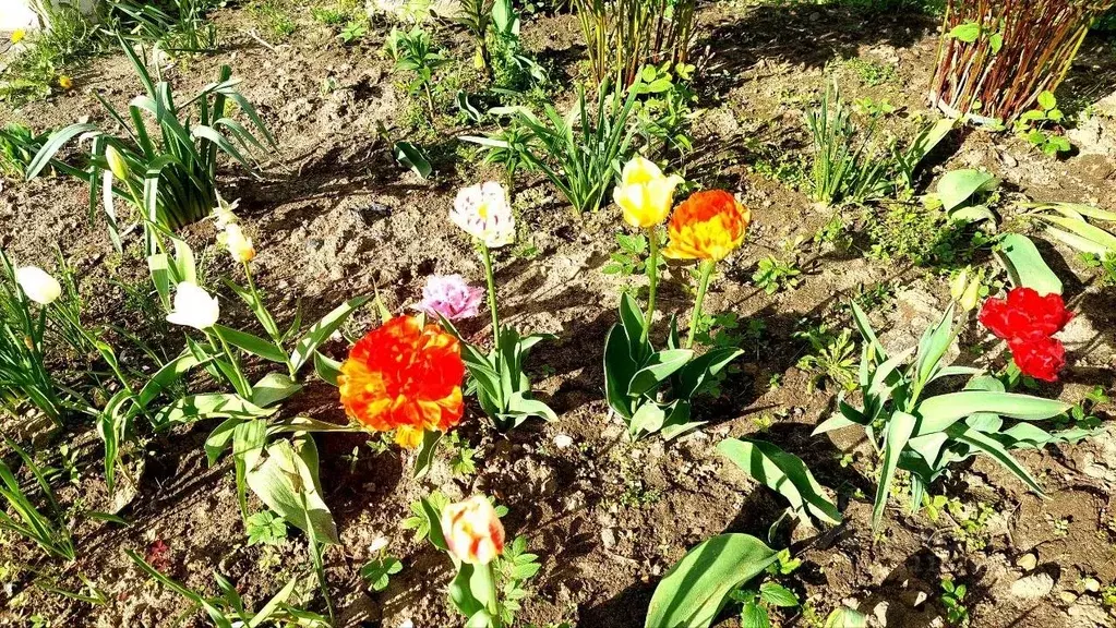 Дом в Костромская область, Костромской район, Бакшеевское с/пос, ... - Фото 1