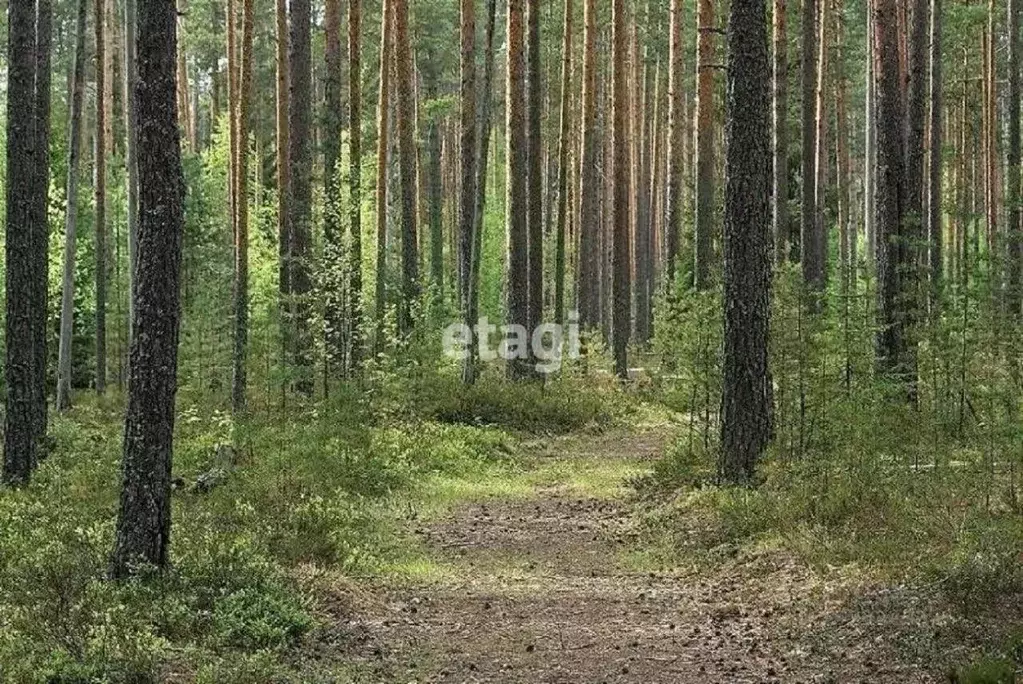 Участок в Ленинградская область, Приозерский район, Раздольевское ... - Фото 0