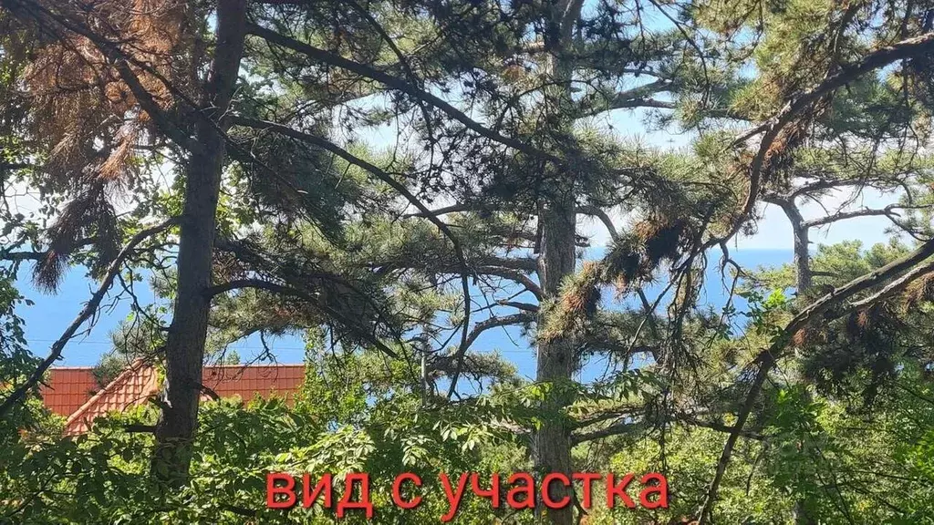 Участок в Крым, Ялта муниципальный округ, Восход пгт ул. Наташинская ... - Фото 1