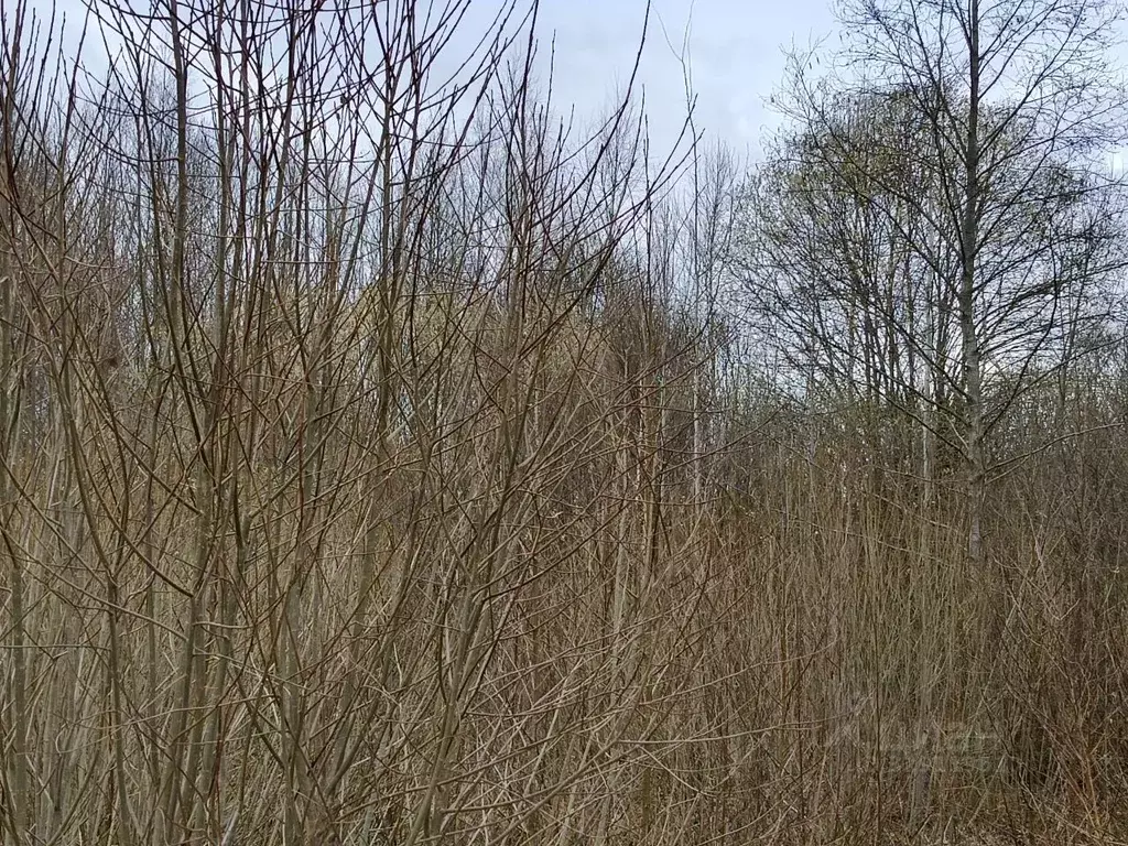 Участок в Московская область, Талдомский городской округ, д. Кишкиниха ... - Фото 2