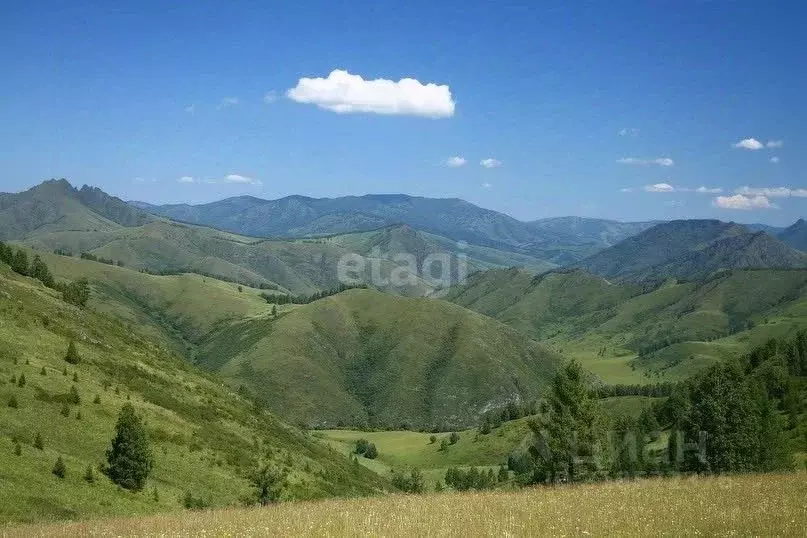 Участок в Алтайский край, Солонешенский район, с. Солонешное ул. А.Я. ... - Фото 1