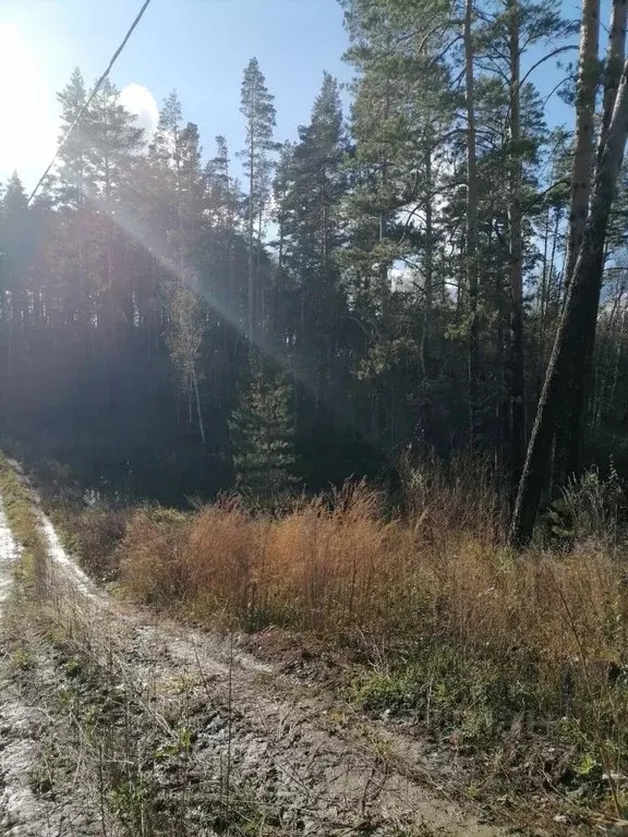 Участок в Алтайский край, Первомайский район, с. Баюновские ключи  ... - Фото 2