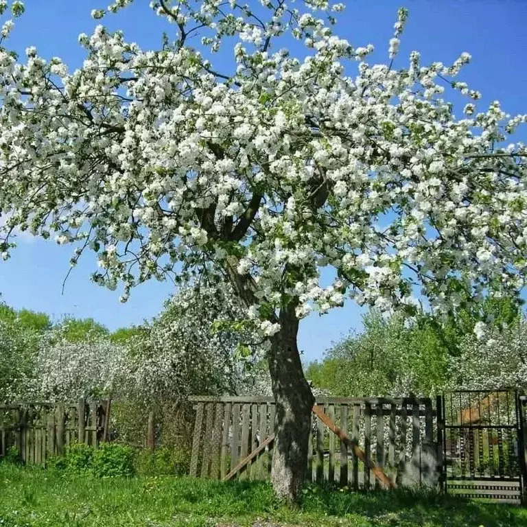 Участок в Орловская область, Урицкий район, Нарышкино пгт ул. Ревкова, ... - Фото 0