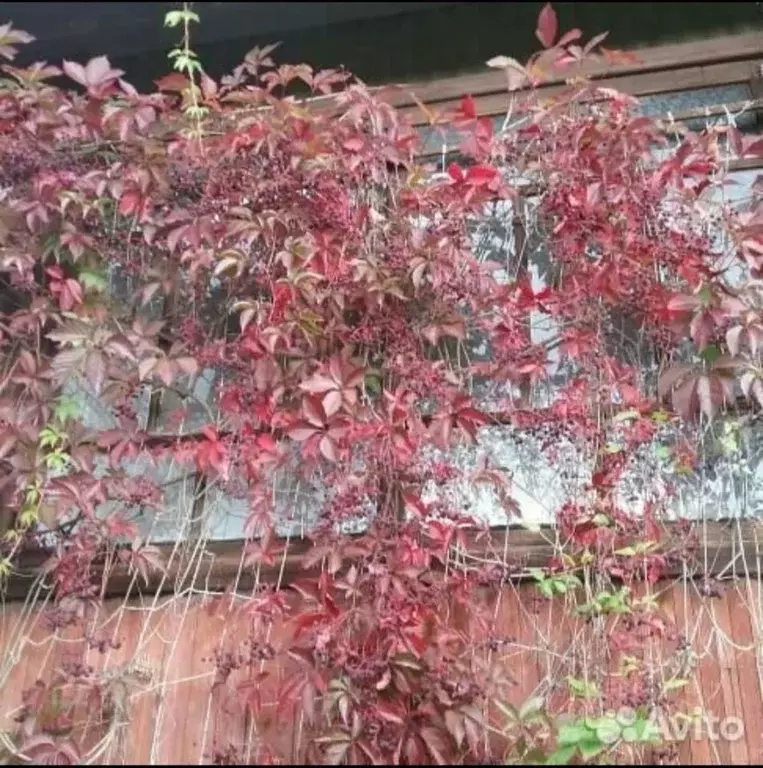 Дом в Ленинградская область, Гатчинский муниципальный округ, Чаща ... - Фото 2