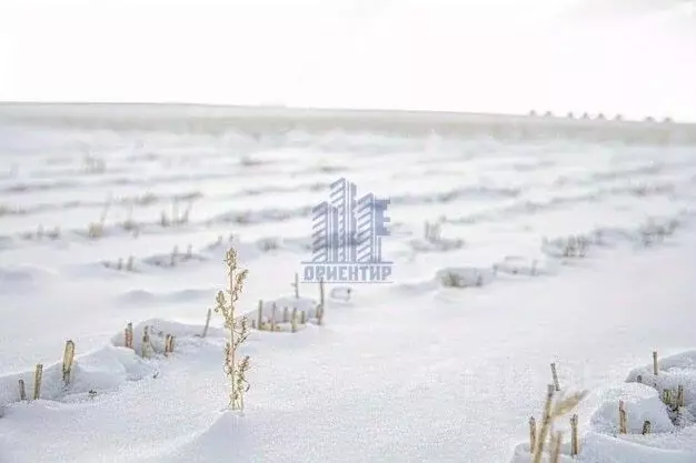 Участок в Чувашия, Моргаушский муниципальный округ, Большесундырское ... - Фото 2