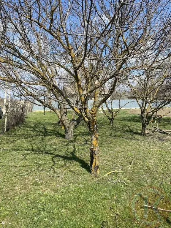 Участок в Крым, Белогорский район, с. Ароматное ул. Садовая, 56 (15.0 ... - Фото 0