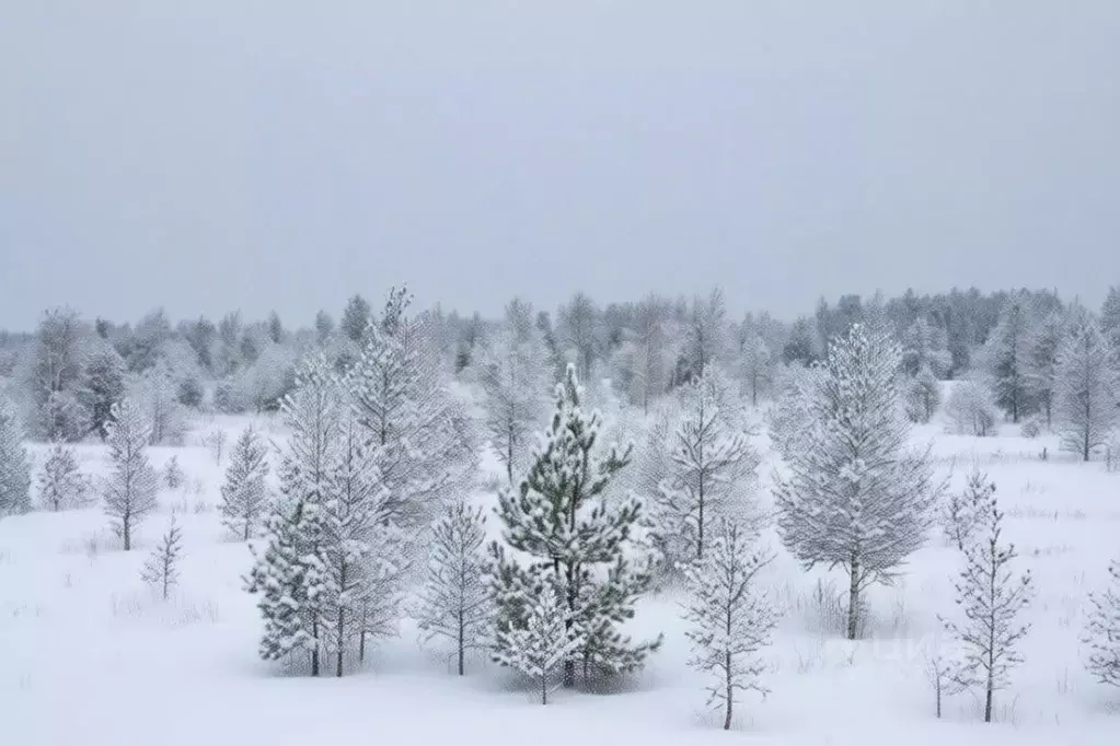 Участок в Тульская область, Тула городской округ, с. Частое ул. Ясная ... - Фото 1