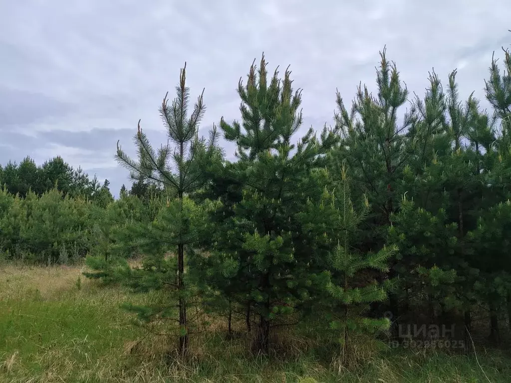 Участок в Иркутская область, Усольский район, Еланское СТ  (10.0 сот.) - Фото 1