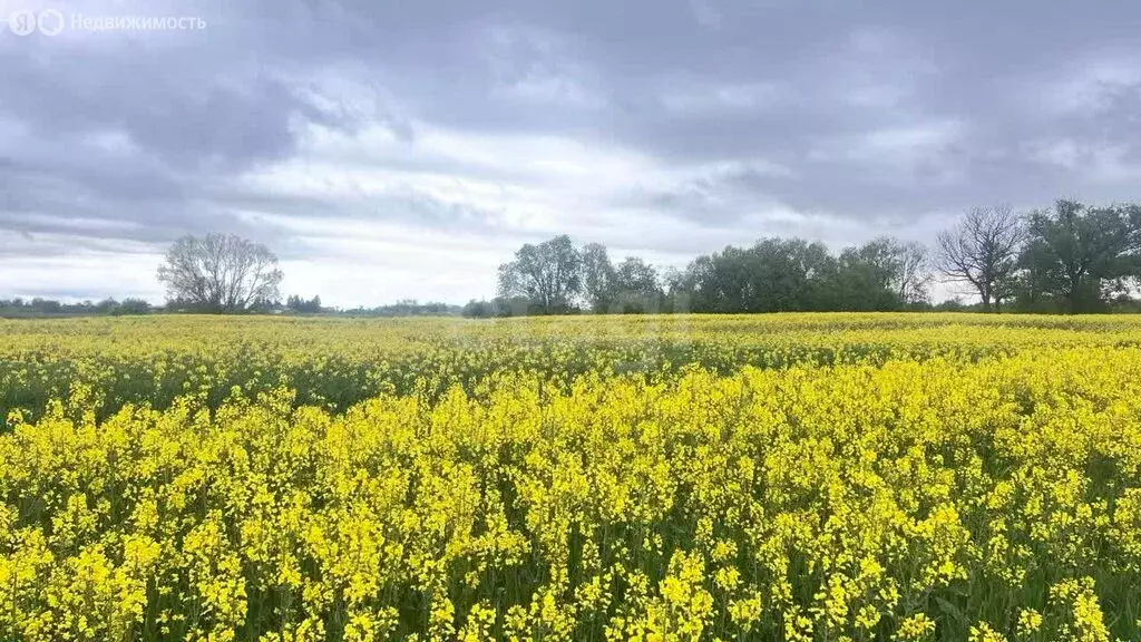 Участок в Калининградская область, Гурьевск (6.4 м) - Фото 1