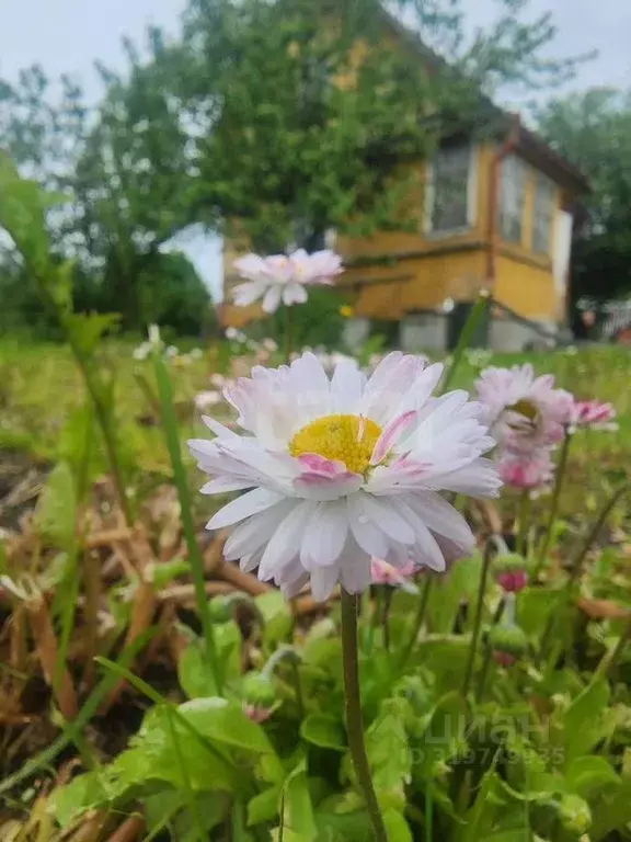 Дом в Ленинградская область, Гатчинский район, Строганово ... - Фото 0