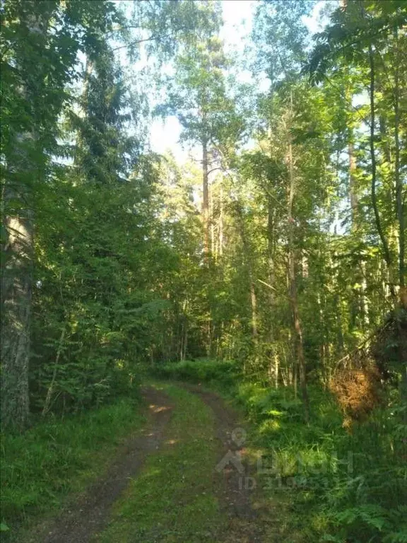 Участок в Ленинградская область, Приозерский район, Ларионовское ... - Фото 2