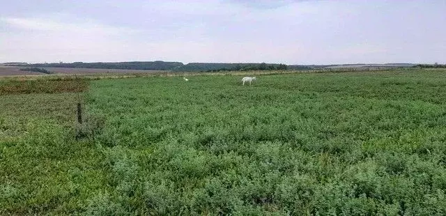 Участок в Чувашия, Чебоксарский муниципальный округ, д. Байсубаково  ... - Фото 1