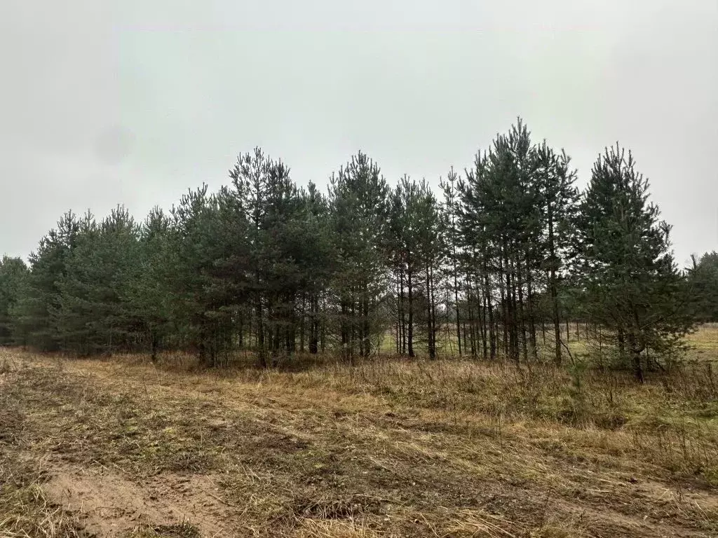 Участок в Костромская область, Красносельский район, Сидоровское ... - Фото 1