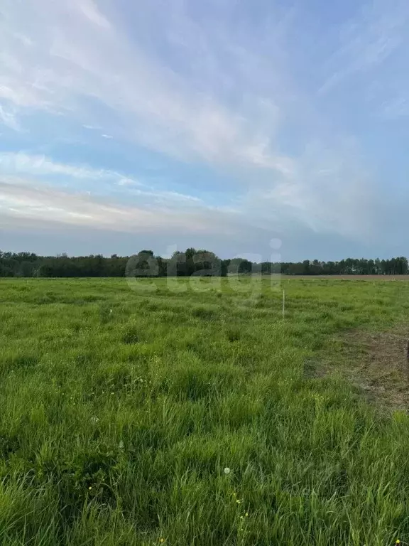 Участок в Костромская область, Красносельский район, Шолоховское ... - Фото 1