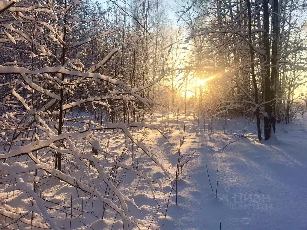 Участок в Нижегородская область, Чкаловск городской округ, д. Губцево  ... - Фото 1