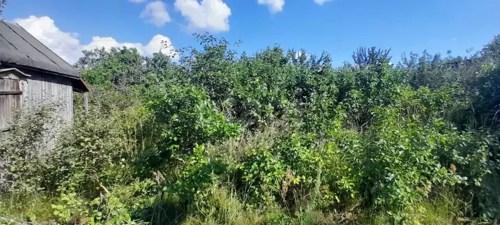 Участок в Нижегородская область, Выкса городской округ, Шиморское рп, ... - Фото 1