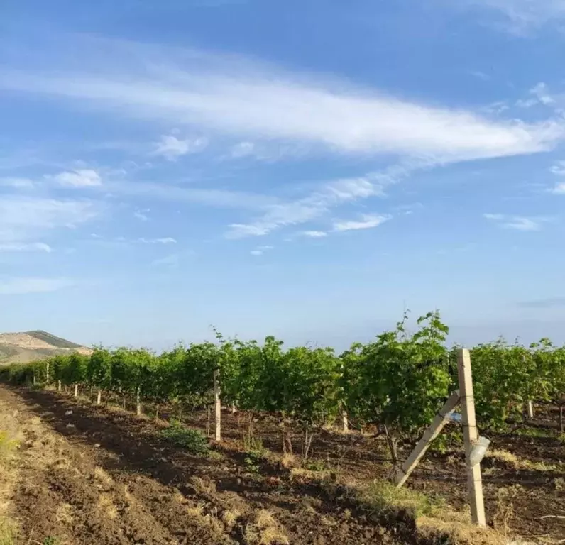 Участок в Крым, Кировский район, Старый Крым городское поселение ул. ... - Фото 1