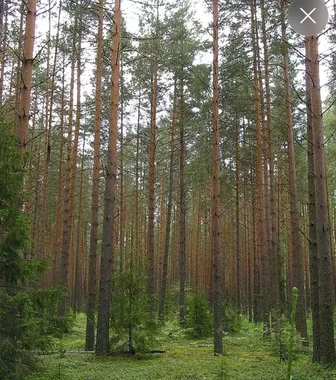 Участок в Московская область, Одинцовский городской округ, пос. ... - Фото 2