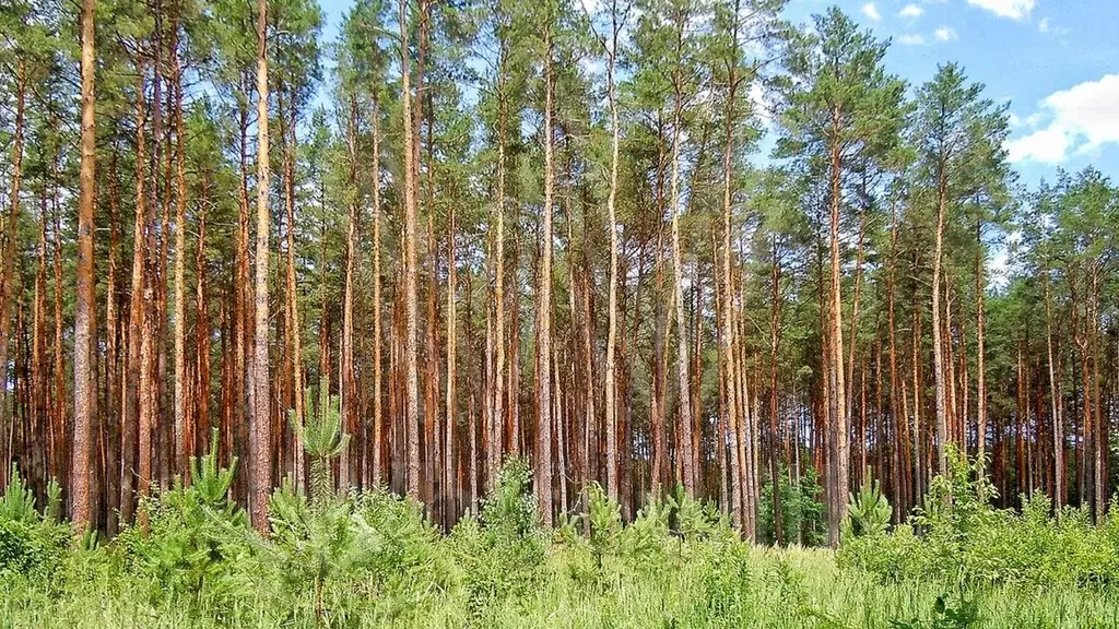 Участок в Московская область, Одинцовский городской округ, пос. ... - Фото 0