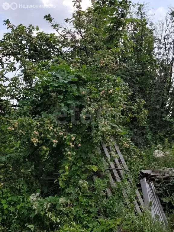 Участок в Омск, территория СОСН Электромера, 12-я аллея (5 м) - Фото 2