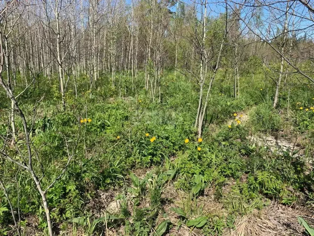 Участок в Свердловская область, Ревда муниципальный округ, с. Кунгурка ... - Фото 1