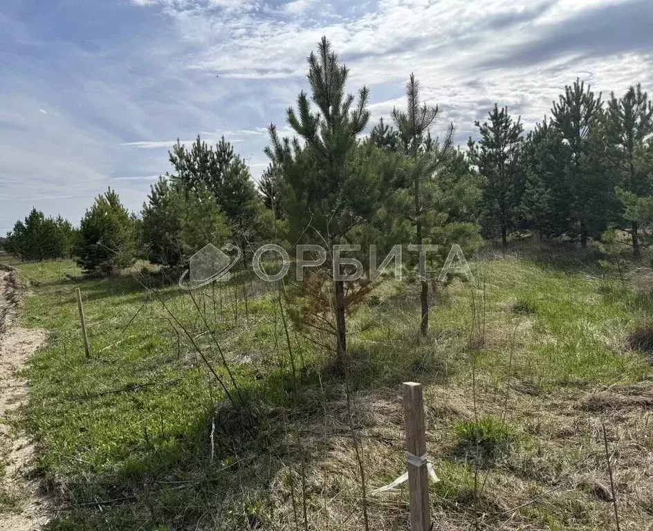 Участок в Свердловская область, Слободо-Туринский район, ... - Фото 2