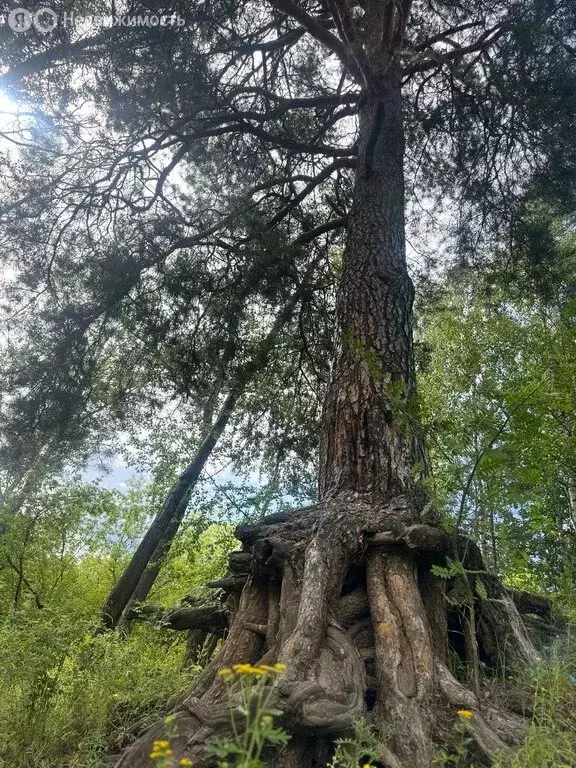 Участок в Котельничский район, Морозовское сельское поселение, посёлок ... - Фото 2