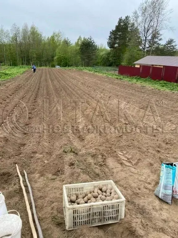 Участок в Ленинградская область, Выборгский район, Каменногорское ... - Фото 0