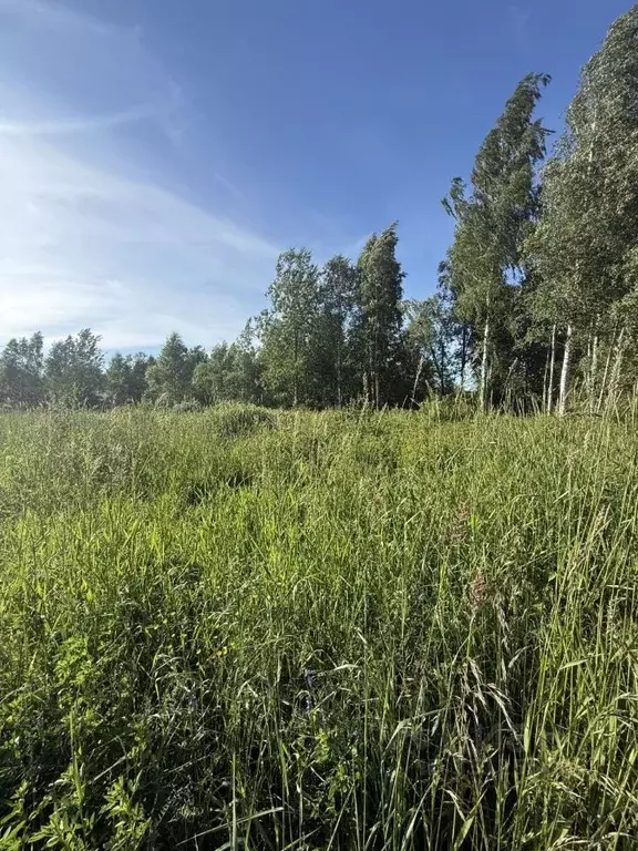 Участок в Ленинградская область, Приозерский район, Ромашкинское ... - Фото 2