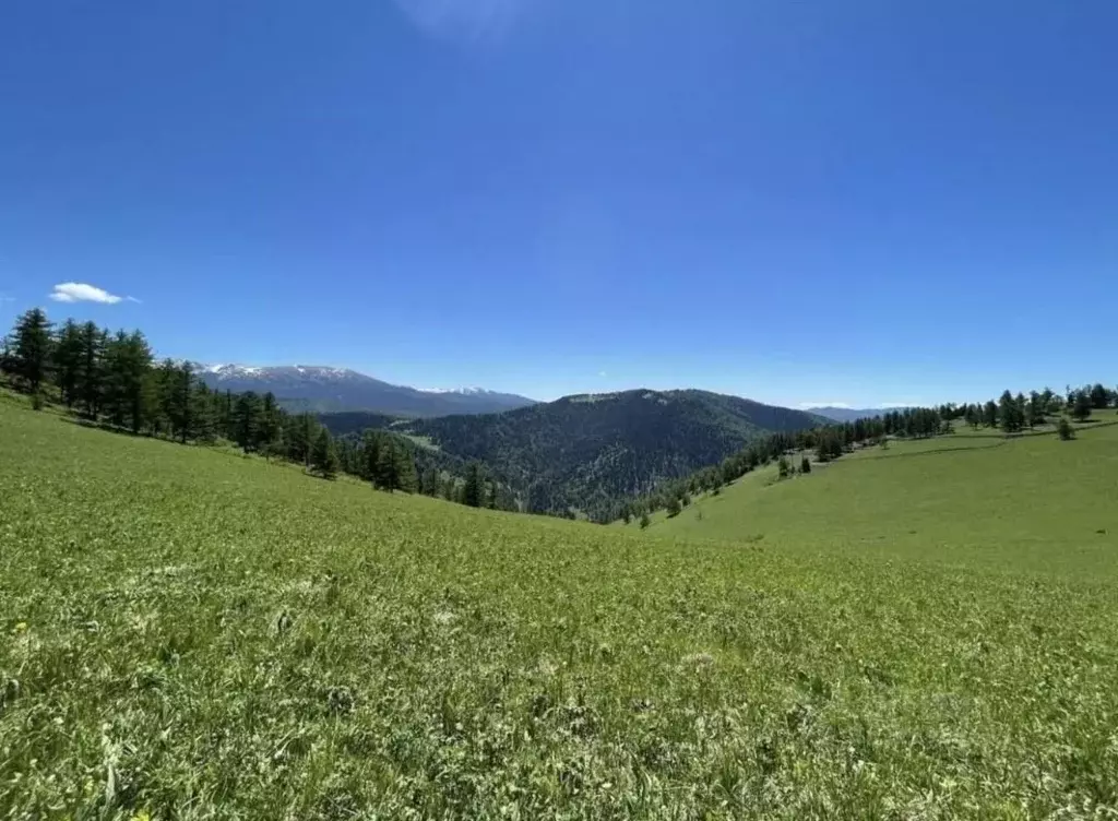Участок в Алтай, Чемальский район, Элекмонарское с/пос  (45.29 сот.) - Фото 1