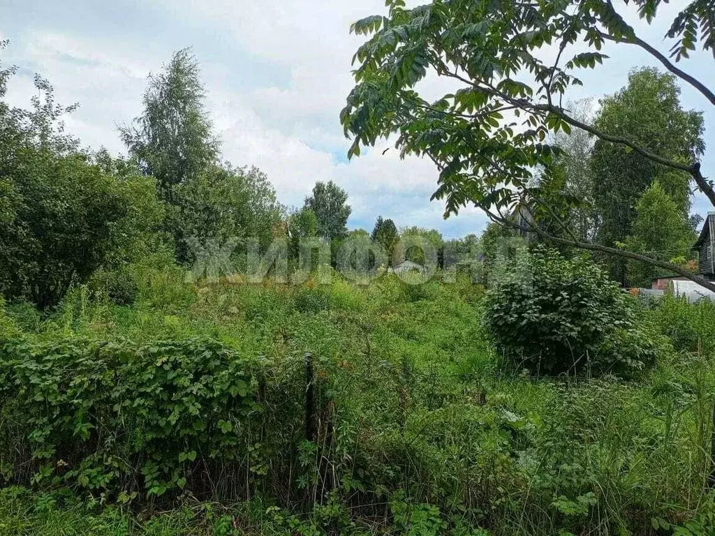 Участок в Новосибирская область, Новосибирский район, Барышевский ... - Фото 1