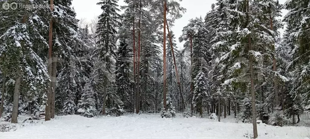 Участок в Лопухинское сельское поселение (12 м) - Фото 2