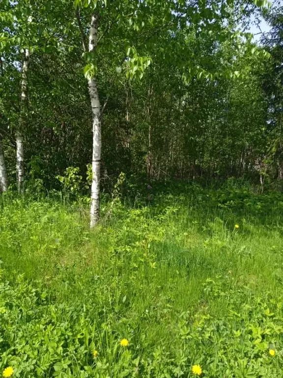 участок в новгородская область, маловишерский район, веребьинское . - Фото 0