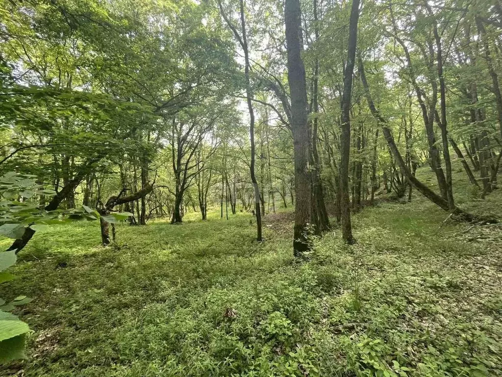 Участок в Крым, Алушта муниципальный округ, пос. Лаванда, Заречный мкр ... - Фото 0