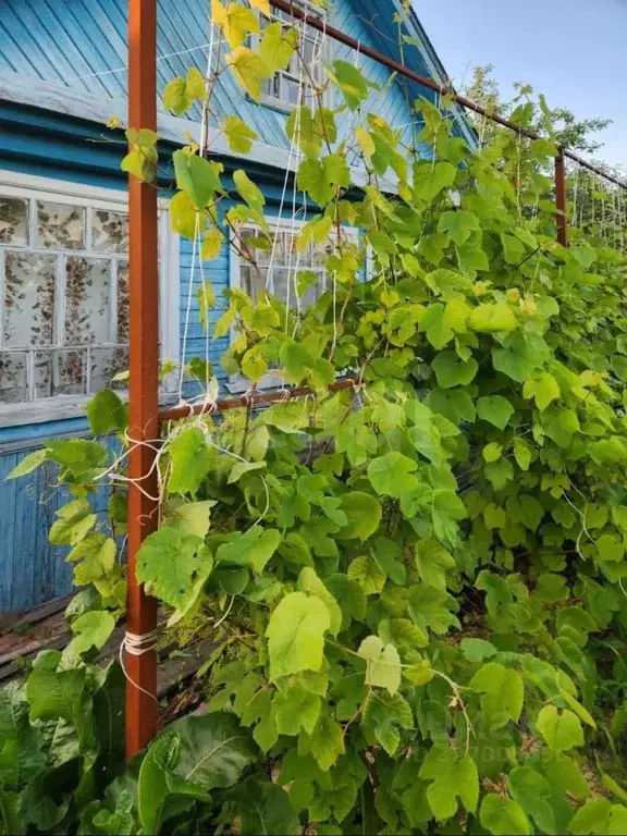 Дом в Вологодская область, Череповец № 1 ЧСПЗ СНТ, 174 (32 м) - Фото 1