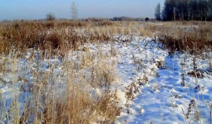 Участок в Алтай, Майминский район, Соузгинское с/пос, пос. Черемшанка ... - Фото 1